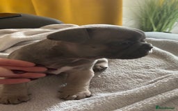 French Bulldog dogs for sale: Adorable French bulldog puppies for sale - Image 13