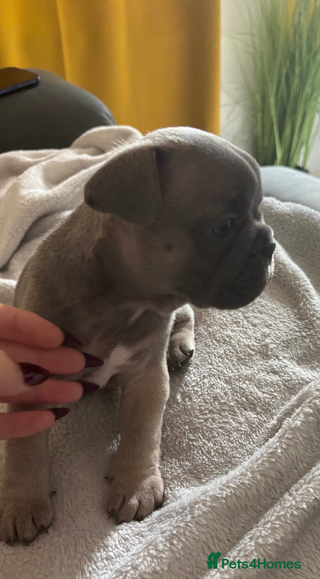 French Bulldog dogs for sale: Adorable French bulldog puppies for sale - Image 13