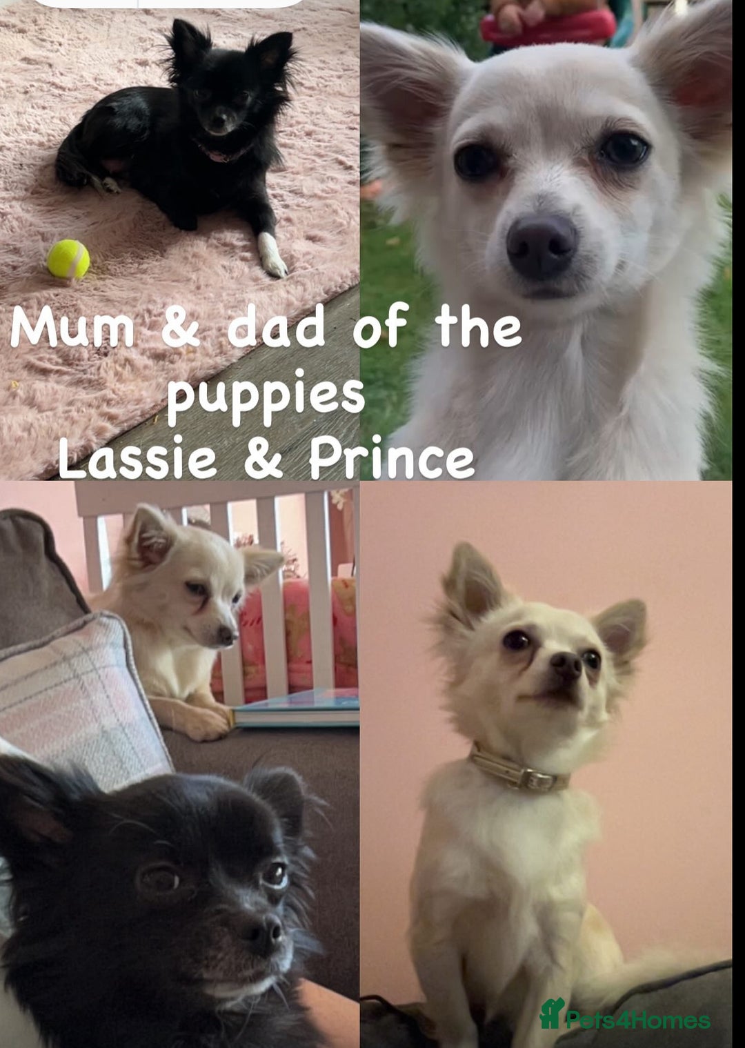 Chihuahua dogs for sale: Chihuahua Puppy - Image 6