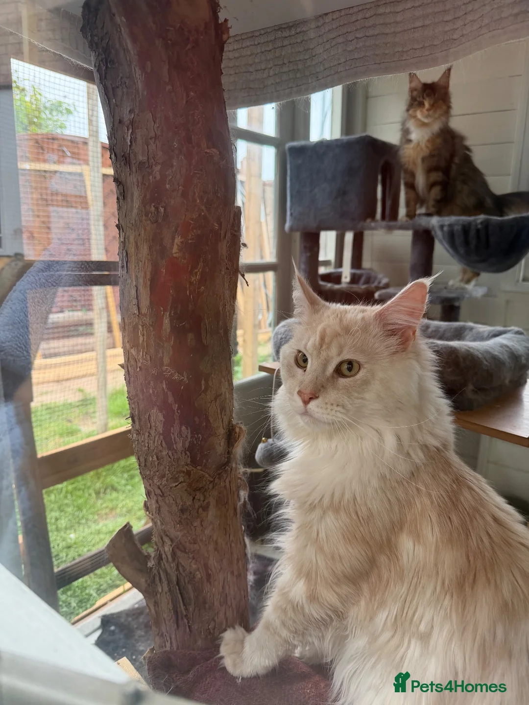 Maine Coon cats for stud: Maine Coon Stud, GCCF and TICA Registered. - Advert 2