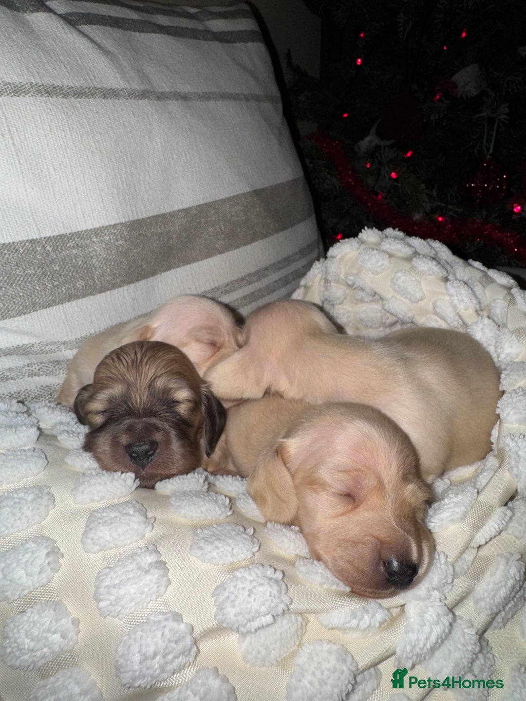 Dachshund dogs for sale: Stunning litter-cream miniature dachshund puppies - Advert 13