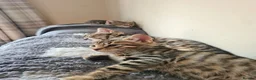 Bengal cats for sale: Kittens x bengal READY TO LEAVE  - Advert 5