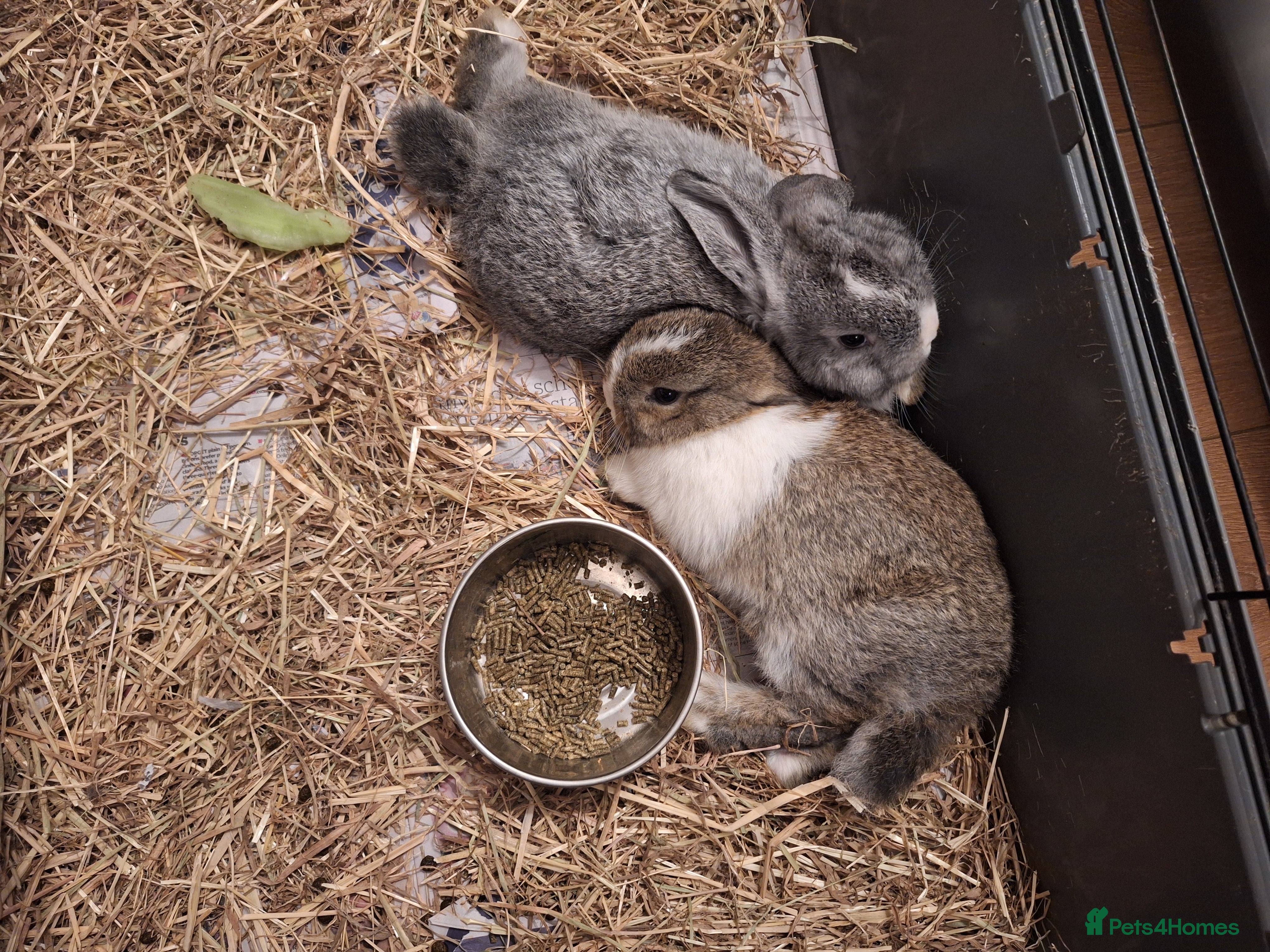 Mixed Breed rabbits 4 Beautiful minilop/lop baby rabbits #2 REMAINING# - Advert 12