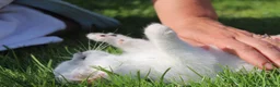 British Shorthair cats for sale: * British Shorthair boy TICA Registered Ready Now - Advert 17