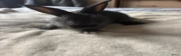 Alaska rabbits for sale: 4 alaska baby rabbits  - Advert 4