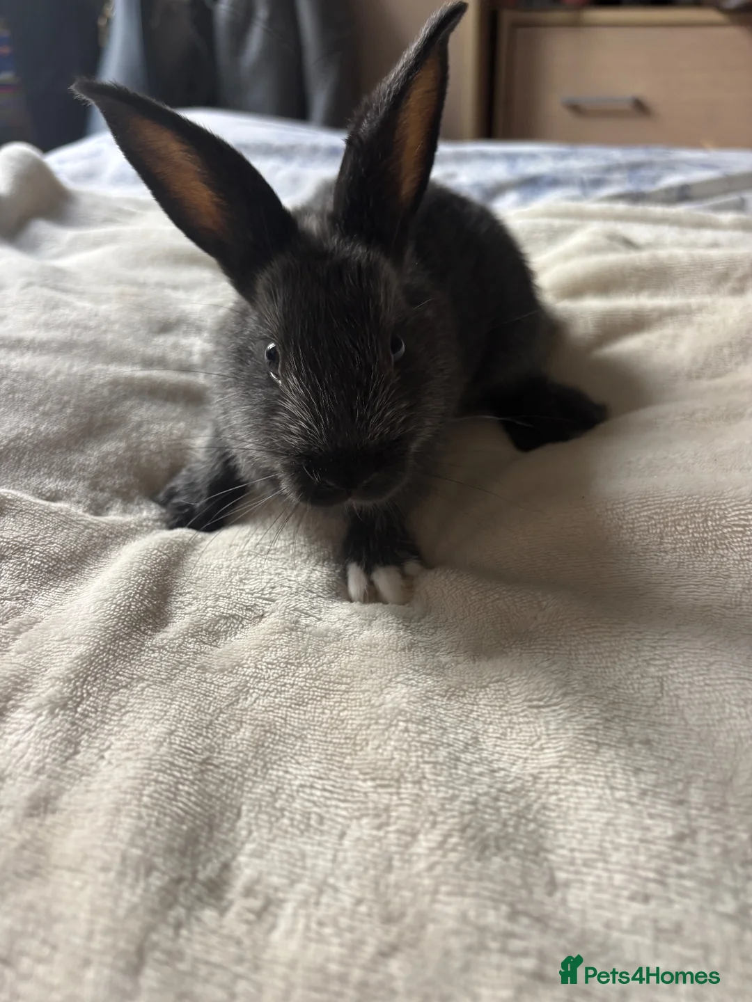 Alaska rabbits for sale: 4 alaska baby rabbits  - Advert 4