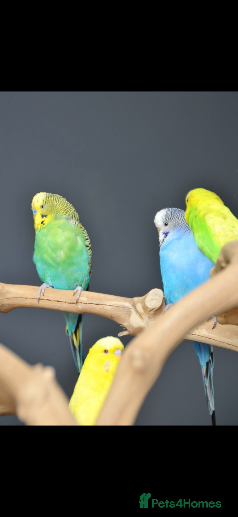 Budgerigars birds Baby Budgies, Adult Budgies, and Cockatiels  - Advert 1