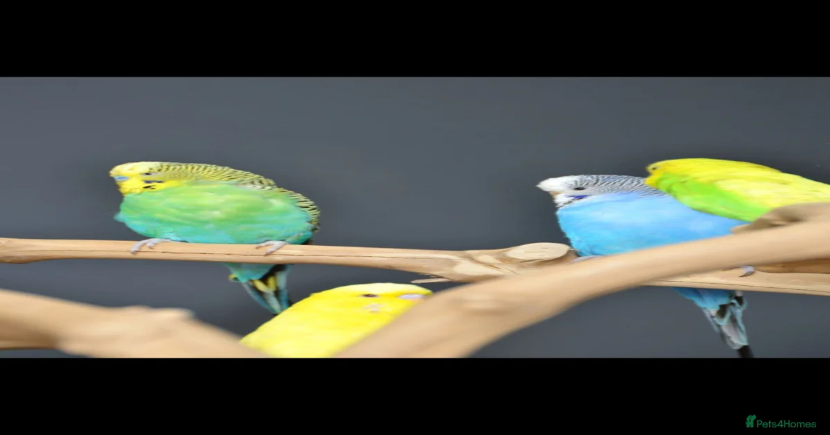 Budgerigars Birds for sale in England | Pets4Homes