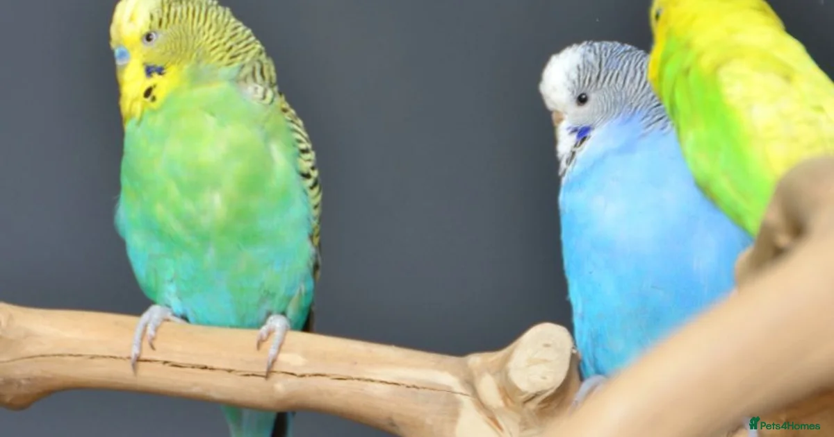 Budgerigars Birds for sale in England | Pets4Homes
