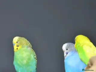 Budgerigars birds Baby Budgies, Adult Budgies, and Cockatiels - Advert 1