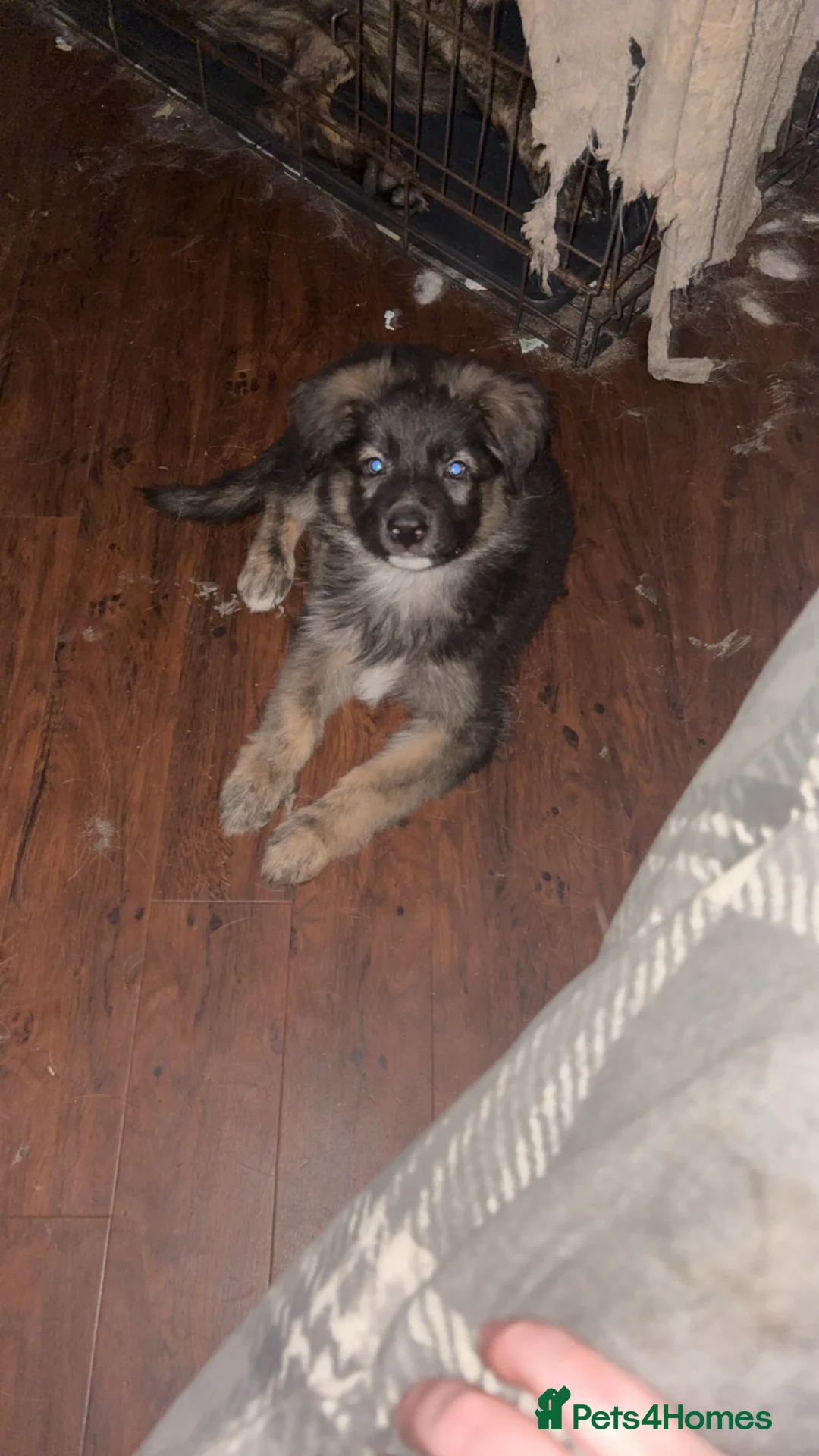 German Shepherd dogs for sale: German Shepherd puppy for sale! - Advert 2