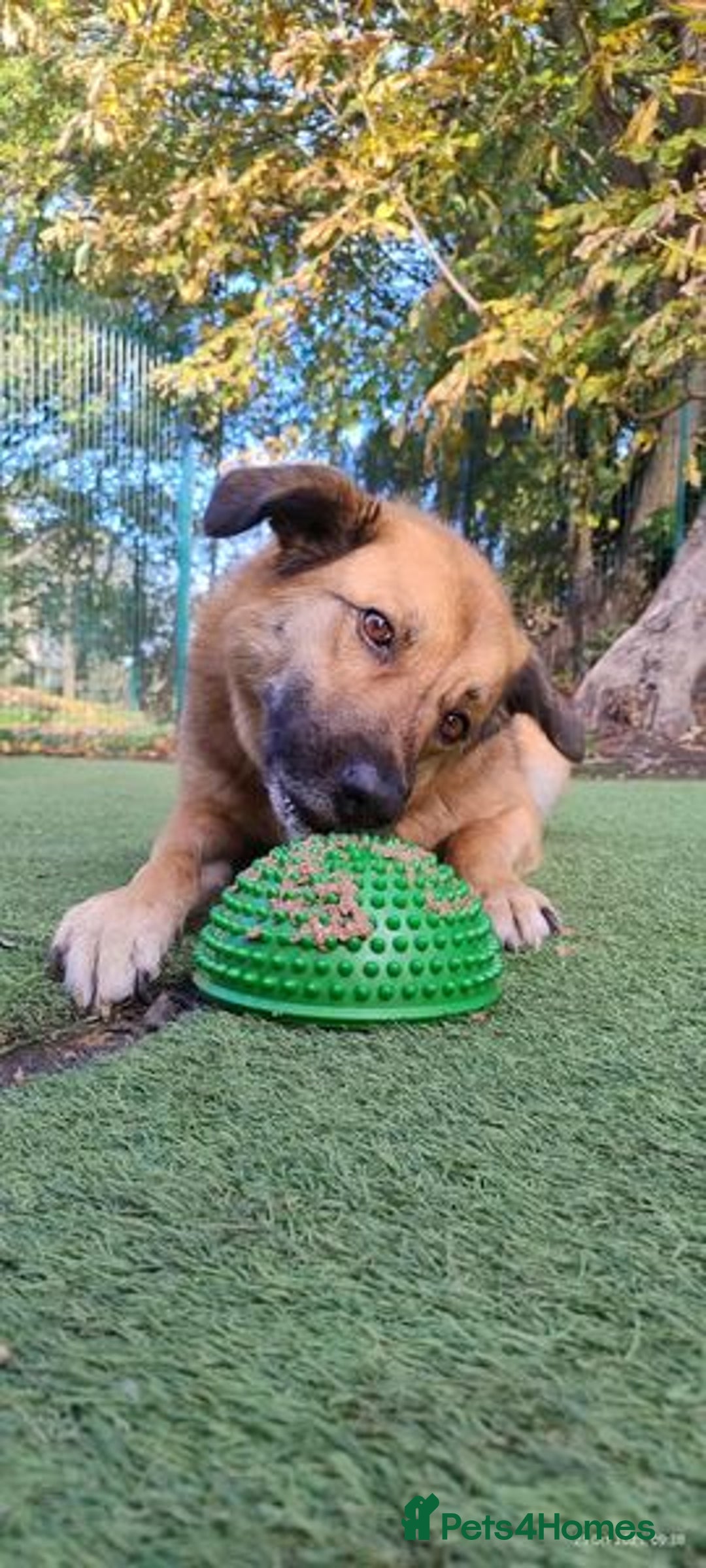 Mixed Breed dogs for adoption: Aladdin is looking for his forever home! - Advert 3