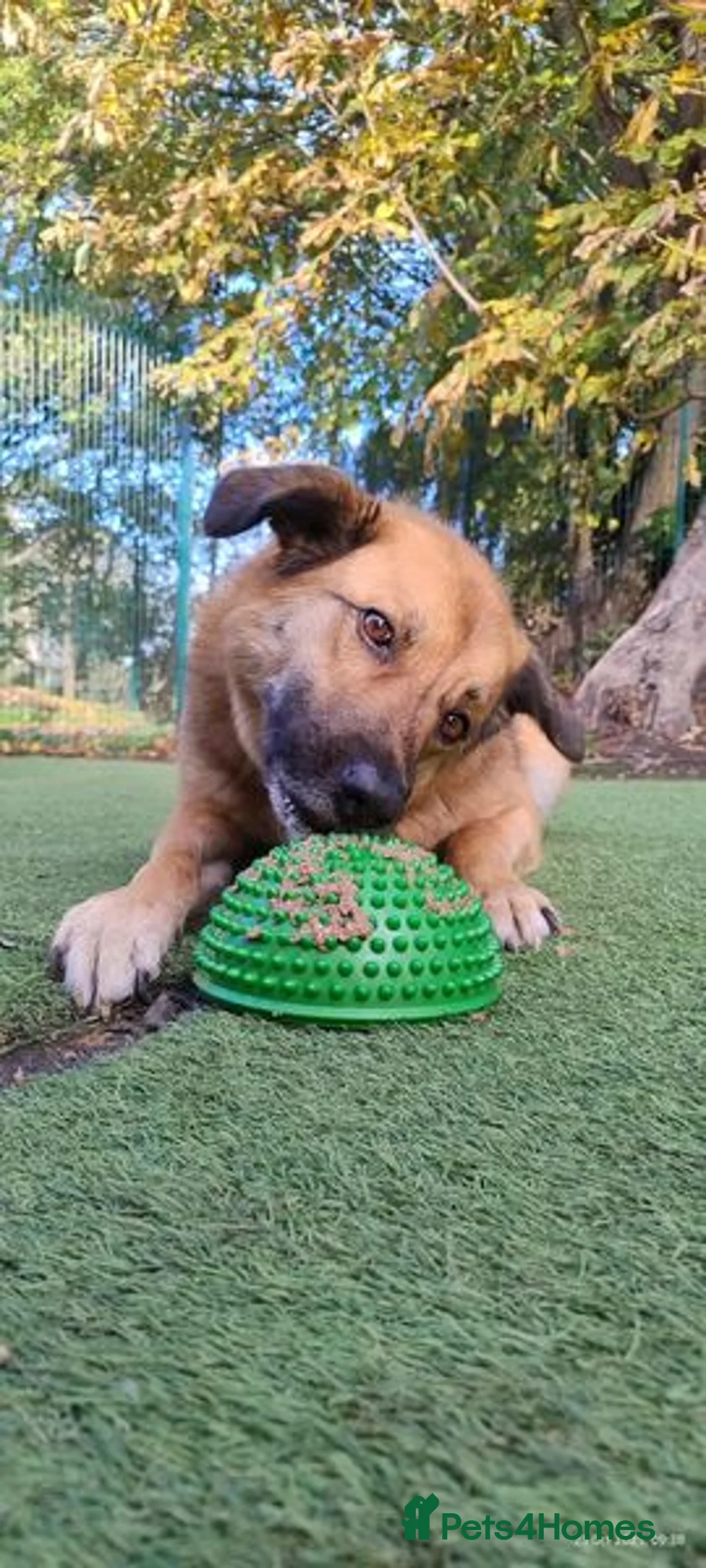 Mixed Breed dogs for adoption: Aladdin is looking for his forever home! - Advert 3