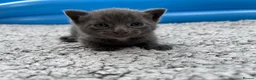 British Shorthair cats for sale: ❤ Beautiful Kittens ❤ – Ready for Loving Homes ❤ in Hull - Advert 11