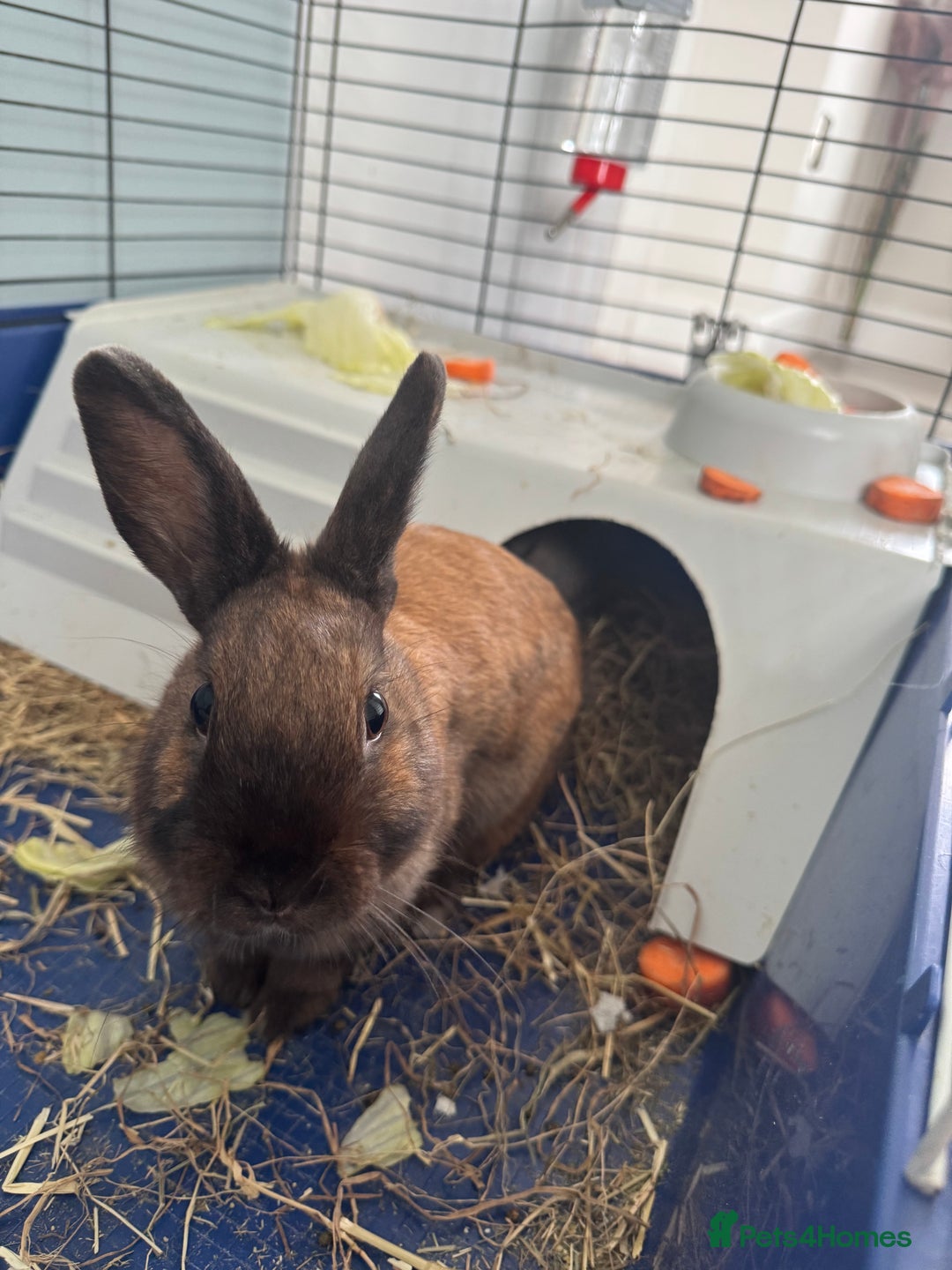 Rex rabbits for sale: Gorgeous bunnies, all males  - Image 6
