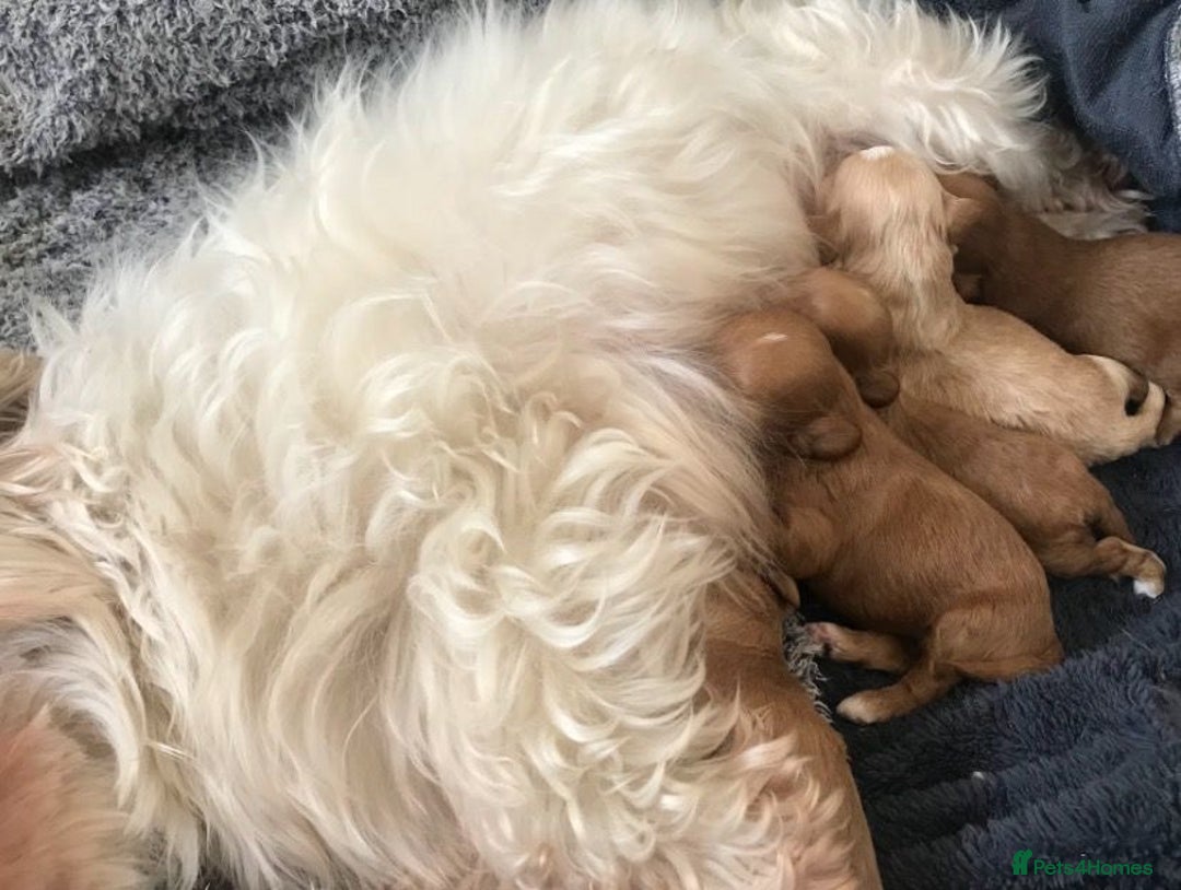 Maltipoo dogs for sale: F1 Asian Maltipoo puppies  - Advert 1