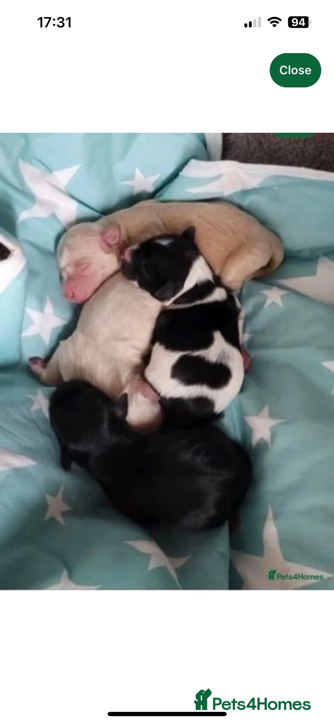 Miniature Schnauzer dogs for stud: Chocolate /White Miniature Schnauzer At STUD in Coventry - Advert 5