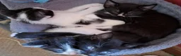 Mixed Breed cats for sale: 4 Male black and white Kittens for sale - Advert 3