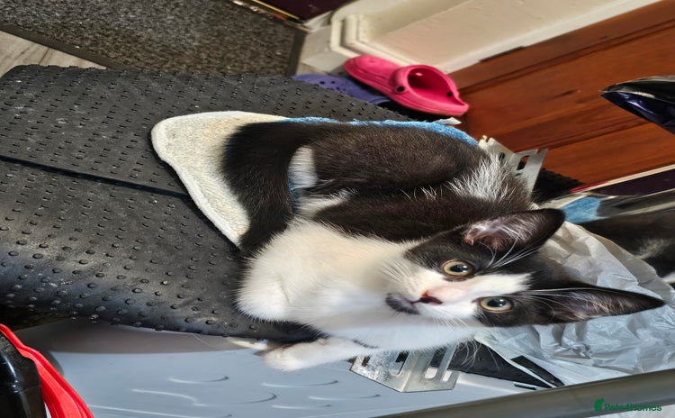 Mixed Breed cats 2 beautiful Maine Coon mix kittens  - Advert 2