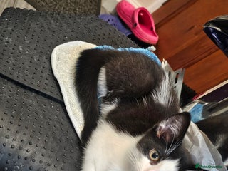 Mixed Breed cats 2 beautiful Maine Coon mix kittens - Advert 2