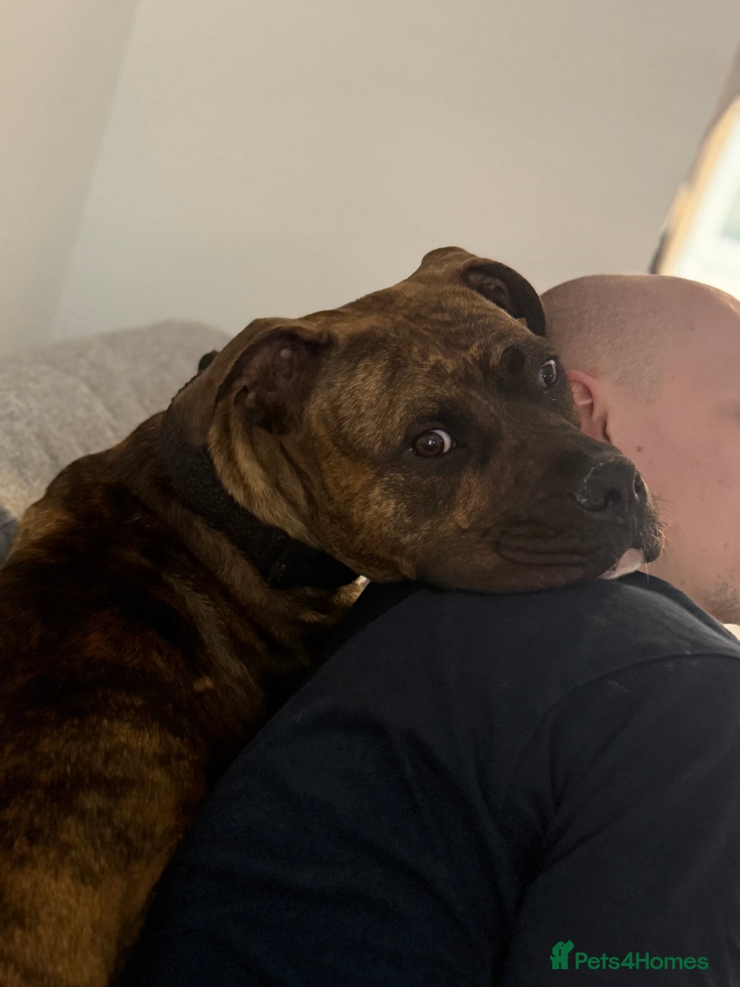 Mixed Breed dogs for sale: Beautiful Bruce 1 year old Staff x Boxer  - Image 2
