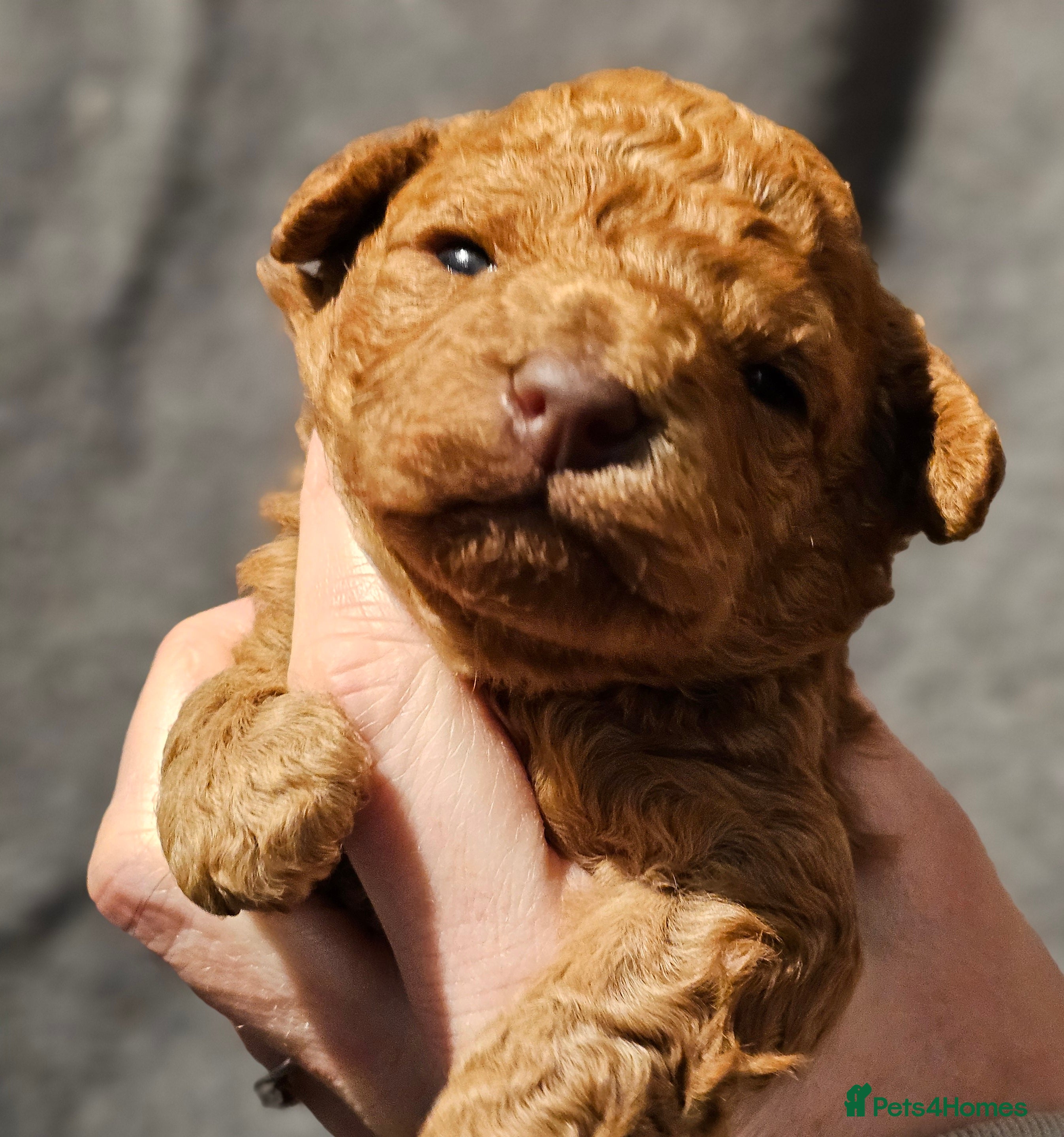 Cavapoo dogs Stunning Quality F1b Cavapoos - Advert 17