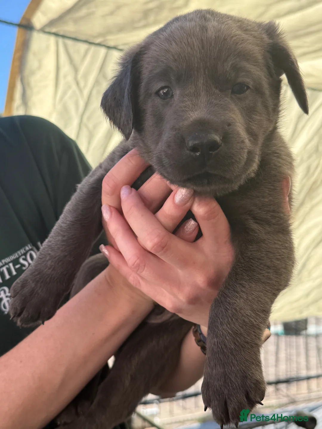 Labrador Retriever dogs for sale: KC Charcoal & Silver Labradors – Health Tested - Advert 1