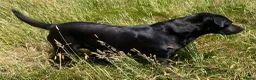 Labrador Retriever dogs for sale: 2 working black labrador puppies KC Registered  in Beaminster - Advert 5