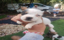 Jack Russell dogs for sale: Tradisional Jack russles  - Image 1