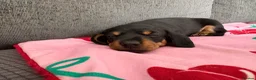 Miniature Dachshund dogs for sale: Miniature dachshund puppies  - Advert 7