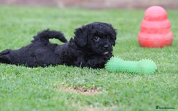 Cavapoochon dogs for sale: Beautiful Cavapoochon puppies for sale - Image 18