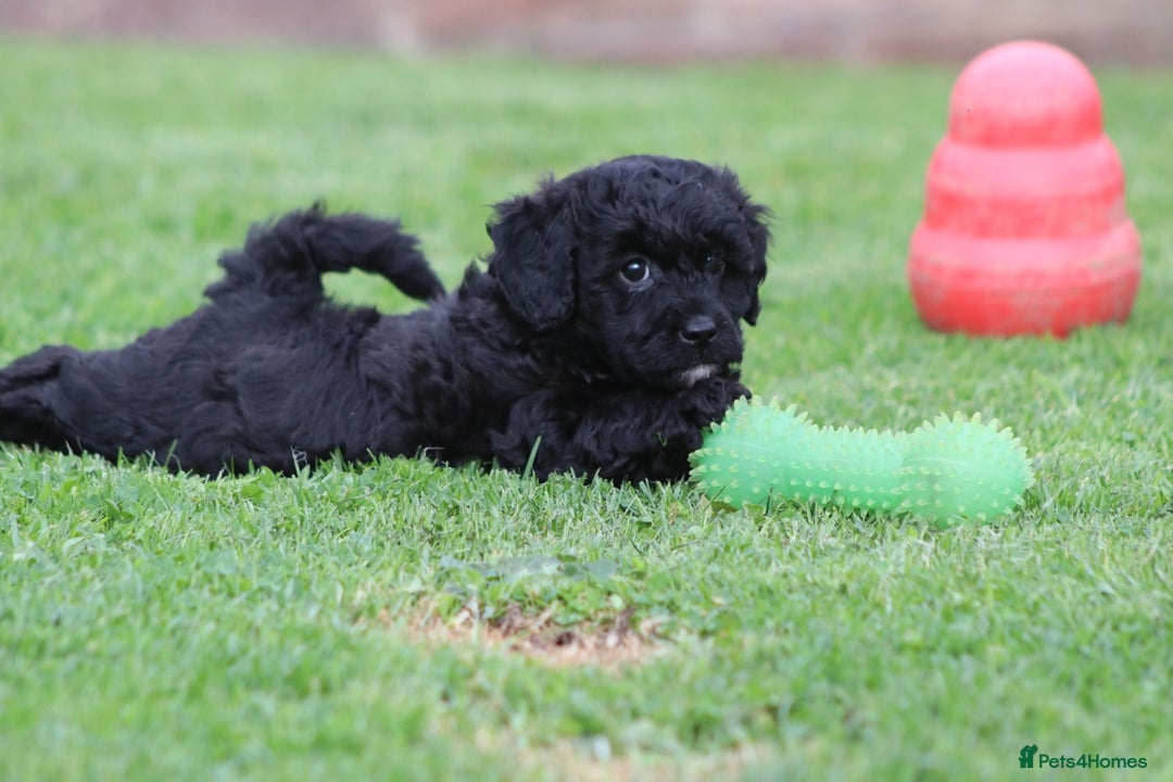 Cavapoochon dogs for sale: Beautiful Cavapoochon puppies for sale - Image 18