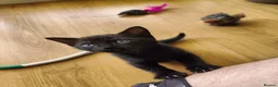 Domestic Shorthair cats for sale: Kittens looking for a new home  - Advert 5
