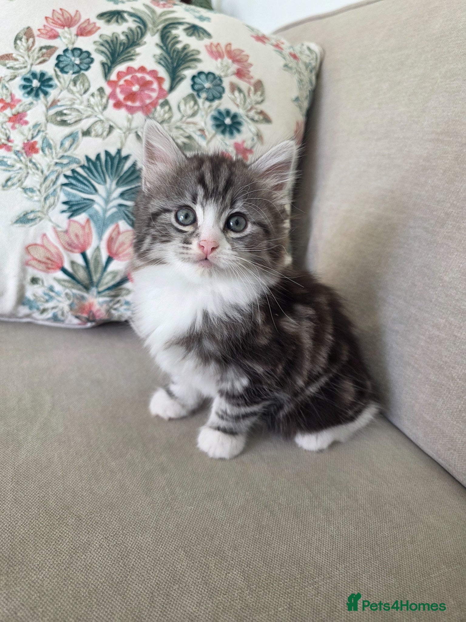 Mixed Breed cats Half Siberian kittens - ready to leave - Advert 5