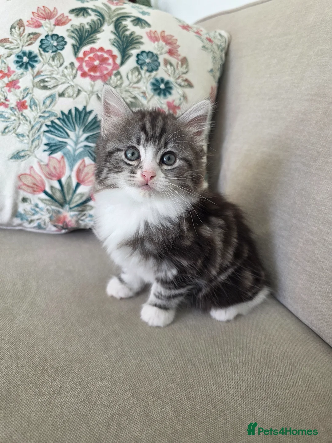Mixed Breed cats for sale: Half Siberian kittens - ready to leave - Advert 1