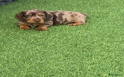 Dachshund dogs for sale: Dachshund puppies  - Image 6
