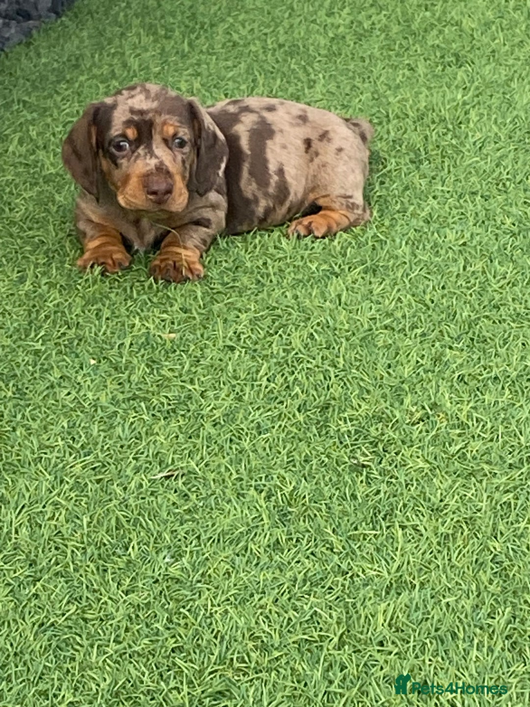 Dachshund dogs for sale: Dachshund puppies  - Image 6