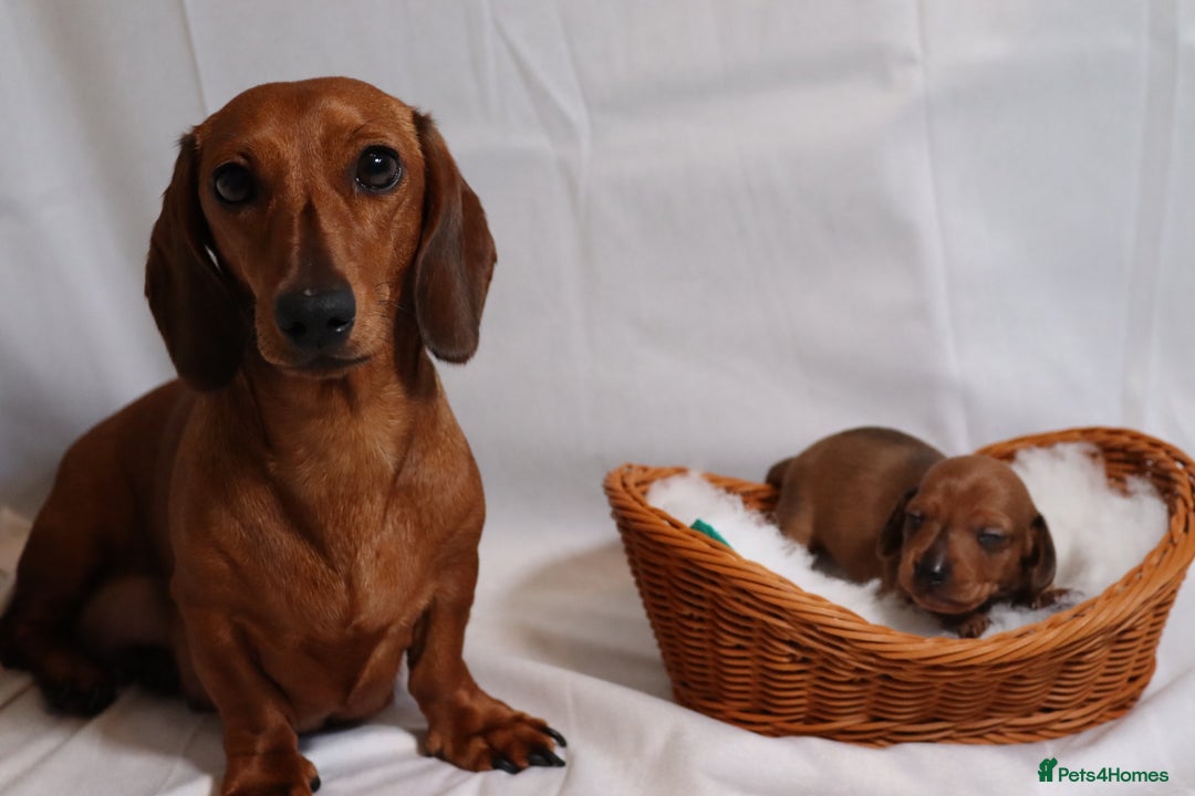 Miniature Dachshund dogs for sale: Ready now Miniature smoothhaired dachshunds - Image 6