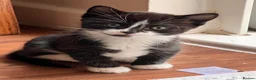 Mixed Breed cats for sale: 3 Beautiful Kittens Looking for Their Homes  - Advert 8