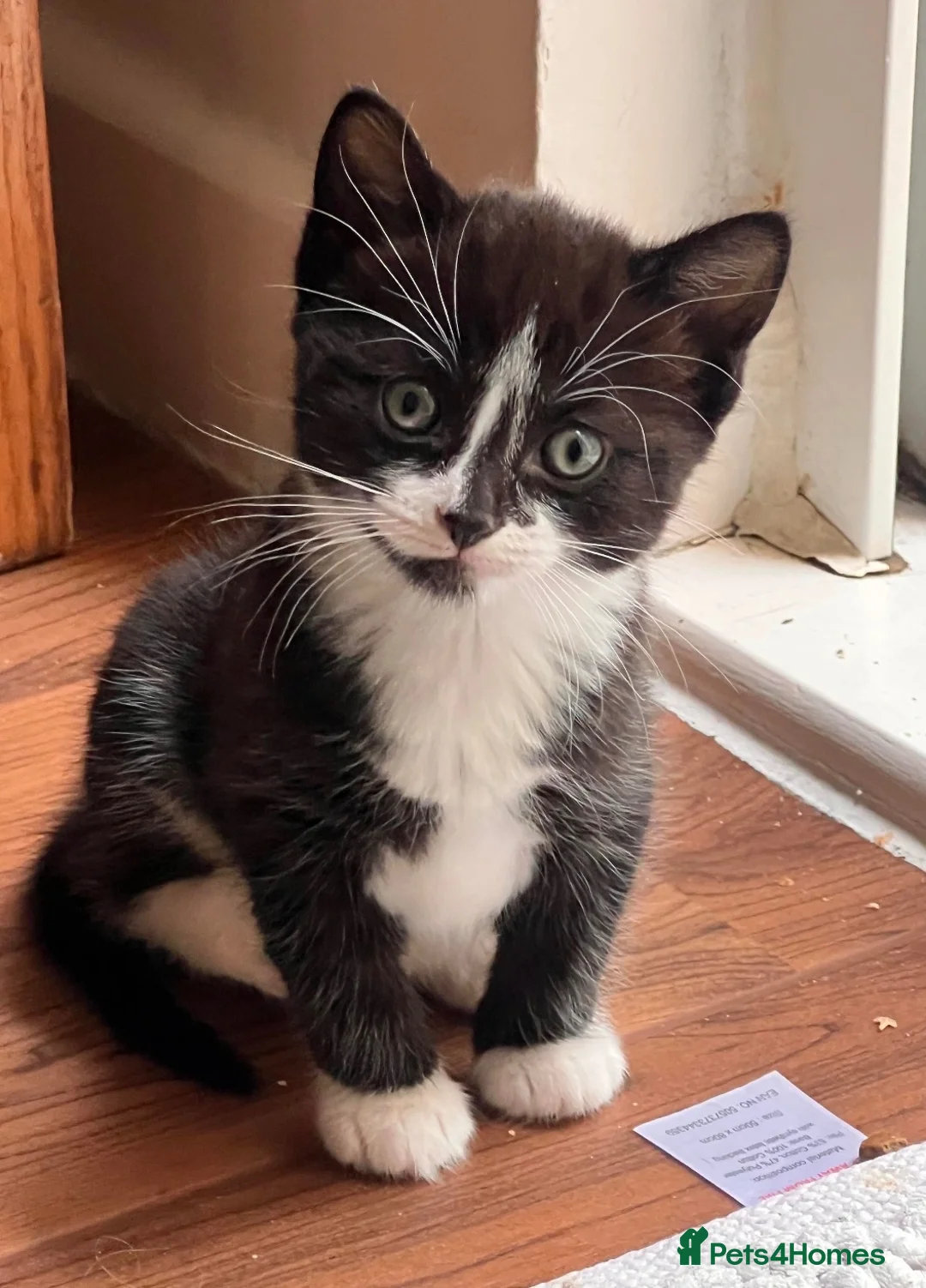 Mixed Breed cats for sale: 3 Beautiful Kittens Looking for Their Homes  - Advert 8