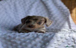 Miniature Dachshund dogs for sale: Miniature Dachshund Puppies  - Image 12