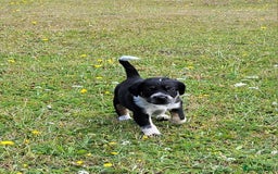 Mixed Breed dogs for sale: Spaniel Collie Cross Puppies  - Image 3