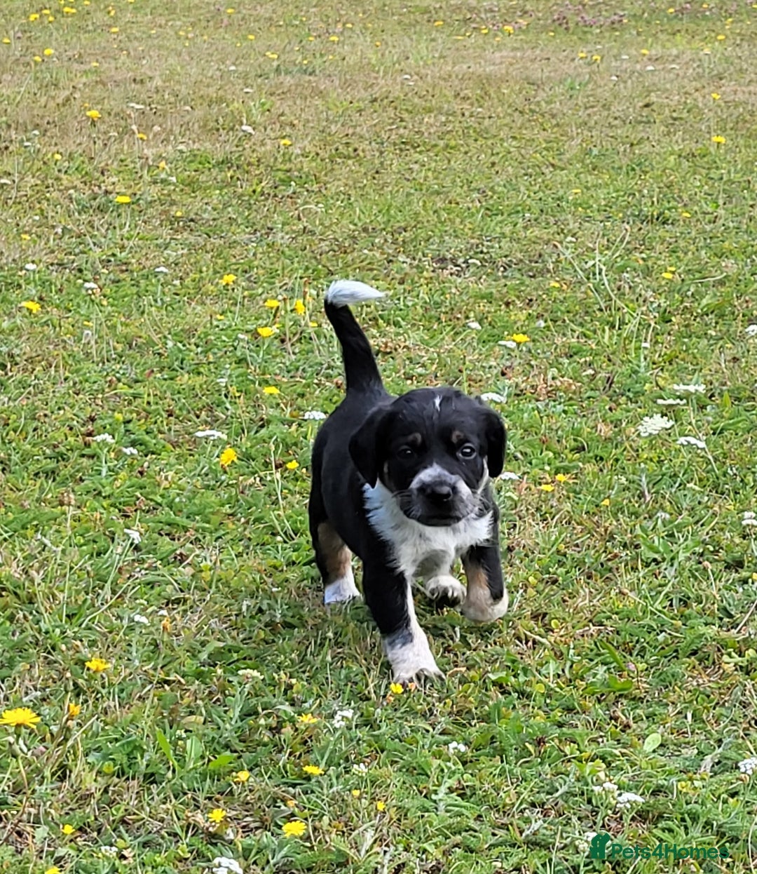 Mixed Breed dogs for sale: Spaniel Collie Cross Puppies  - Image 3