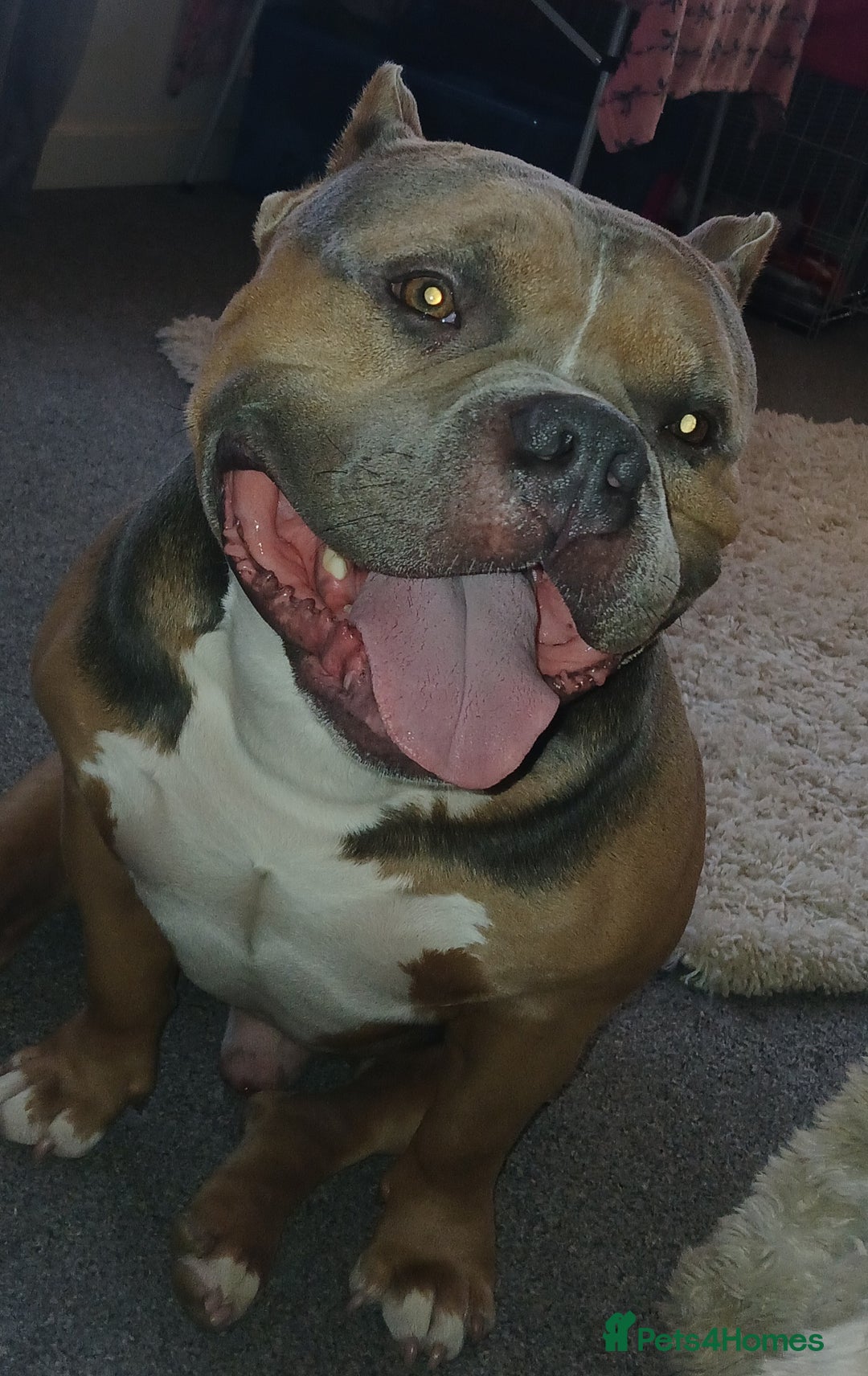 American Bully dogs for sale: Male pocket bully - Advert 3