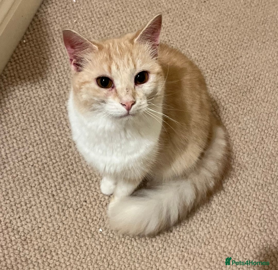 Domestic Shorthair cats for sale: Cream and white longhair cat  - Image 8
