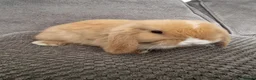 Mini Lop rabbits for sale: Beautiful mini lops baby's  - Advert 5