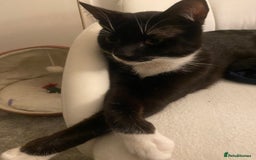 British Shorthair cats for sale: Binx & Tommy - Image 3
