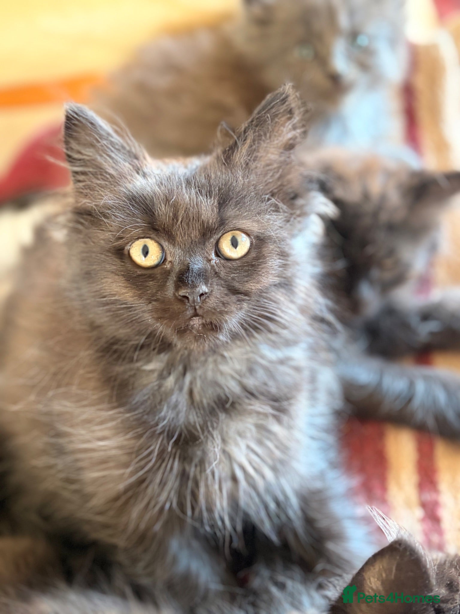 British Longhair cats Gorgeous British Long Hair X Ragdoll kittens  - Advert 2