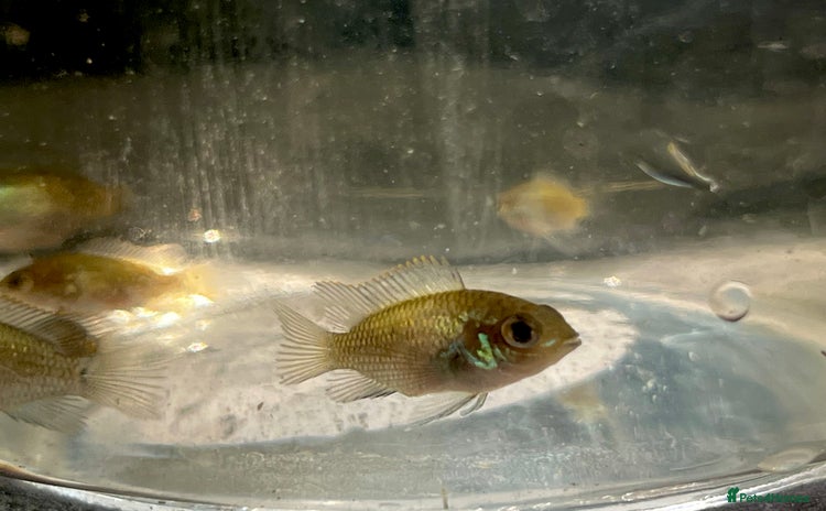 Cichlids fish - Advert 3