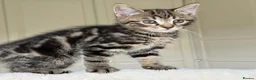Mixed Breed cats for sale: Gorgeous home reared kittens  - Advert 15